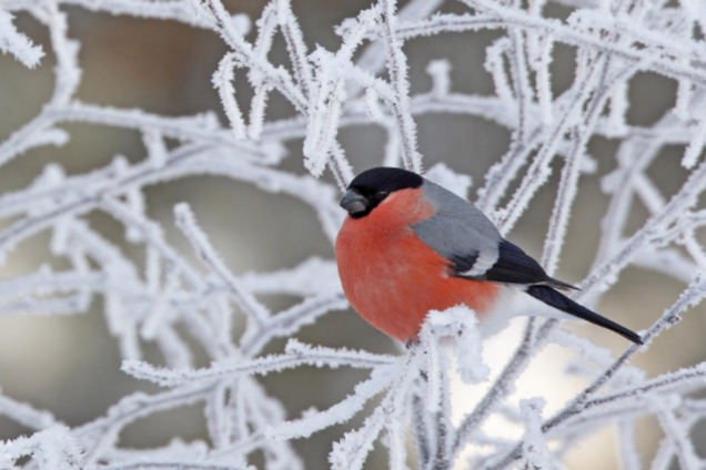 До -9 и снег: синоптики дали свежий прогноз по Украине
