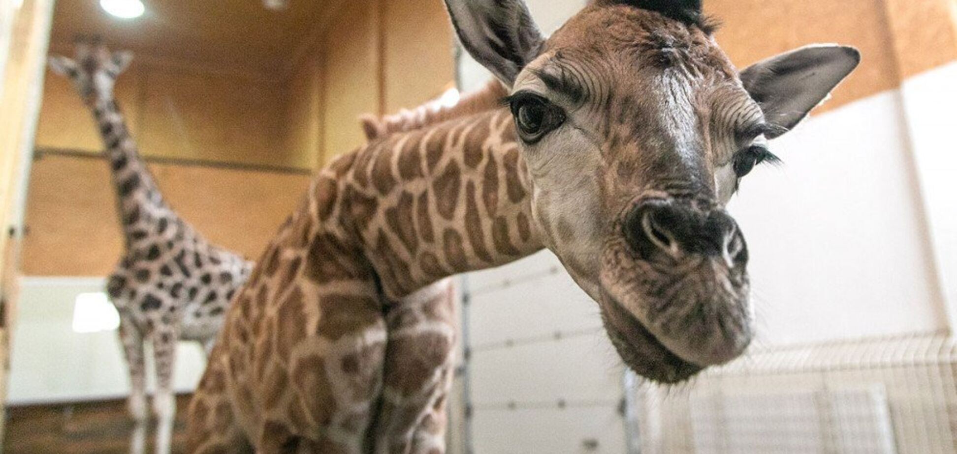 Второй в Украине: в одесском биопарке появилось редкое животное