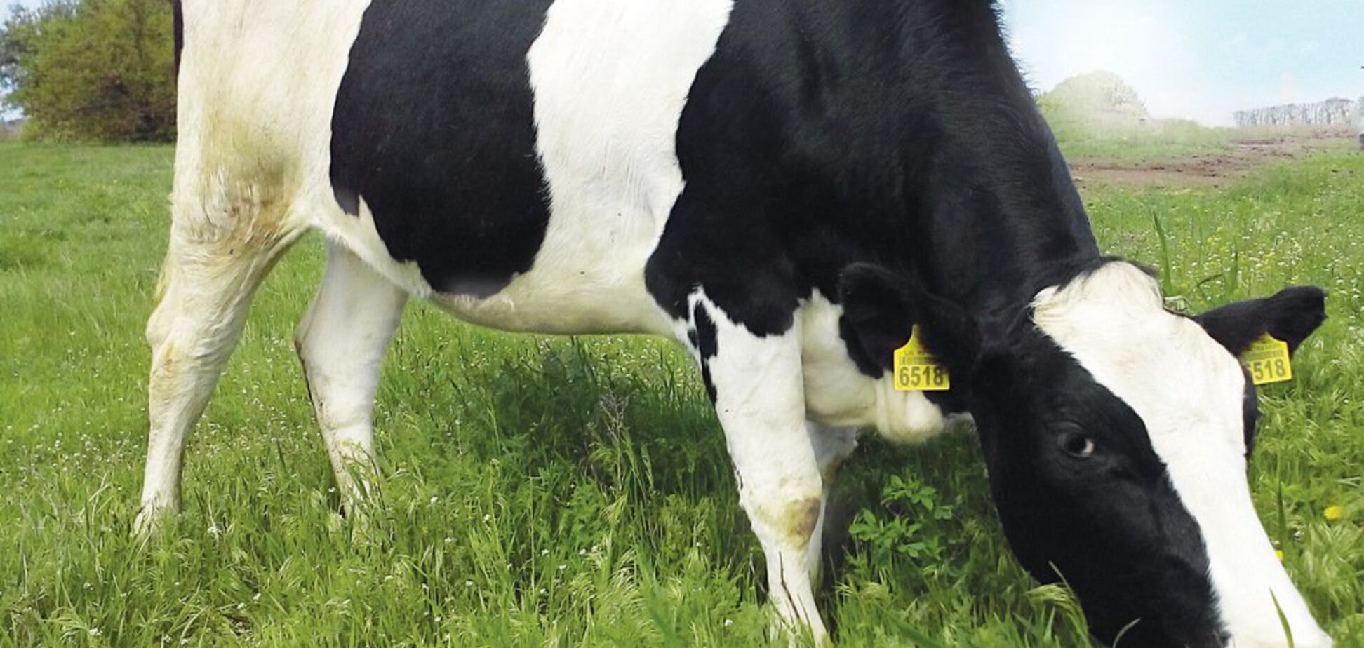 30 млн корів: 'Укрлендфармінг' заявив про плани відродження скотарства в Україні