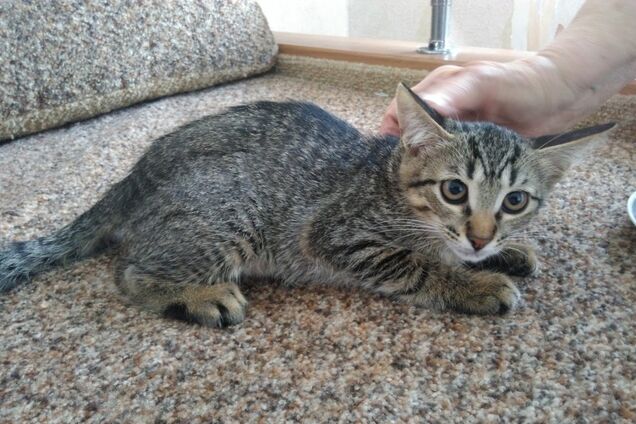 Друг бесплатно: 4 котика Днепра, которые ищут дом