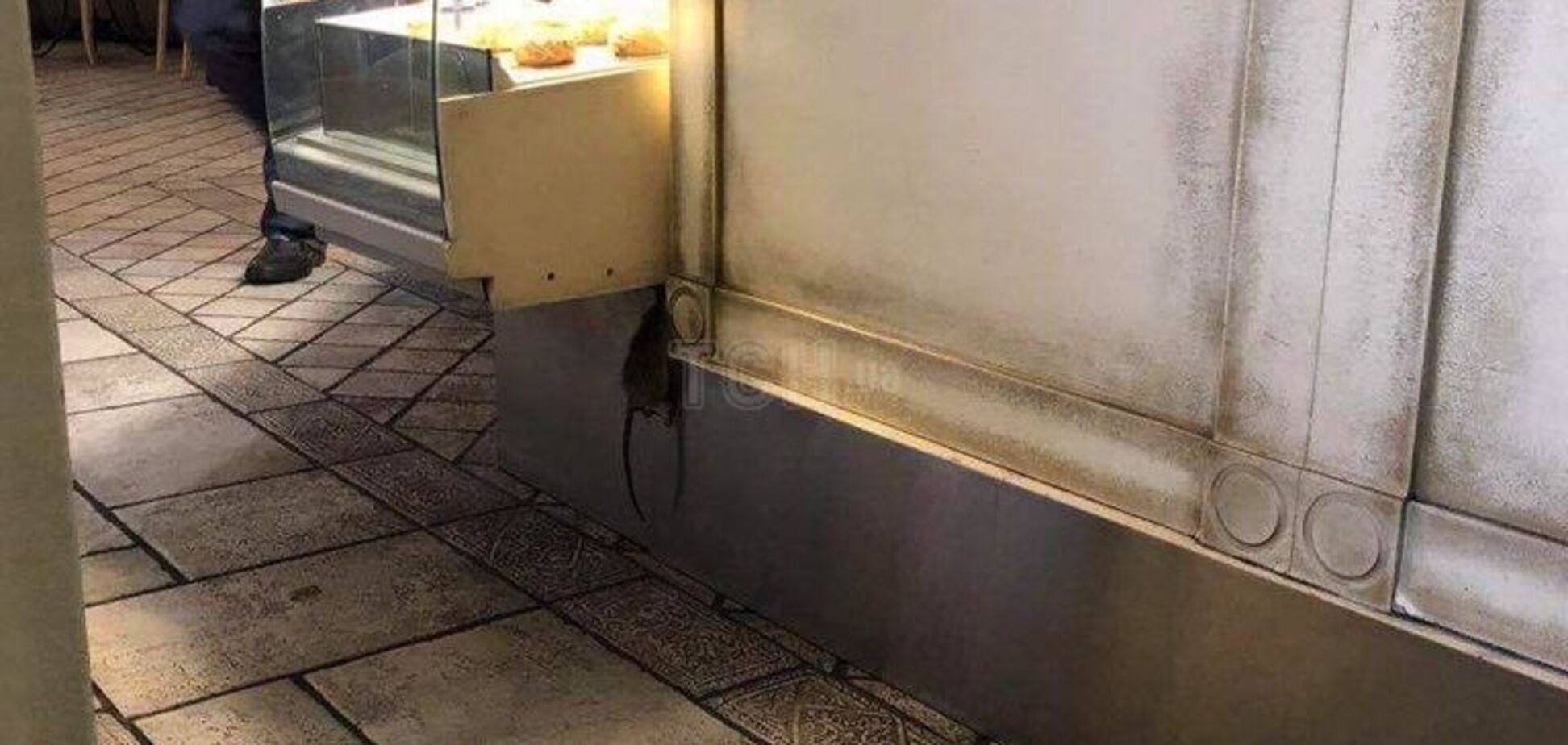 ''Це навала!'' У Києві у відомій пекарні відвідувачі знайшли повішеного пацюка