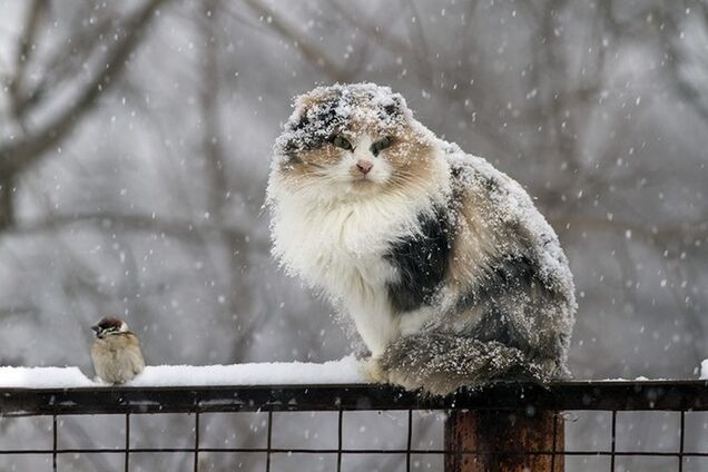 Вдарять морози зі снігом: з'ясувалося, коли в Україні різко погіршиться погода