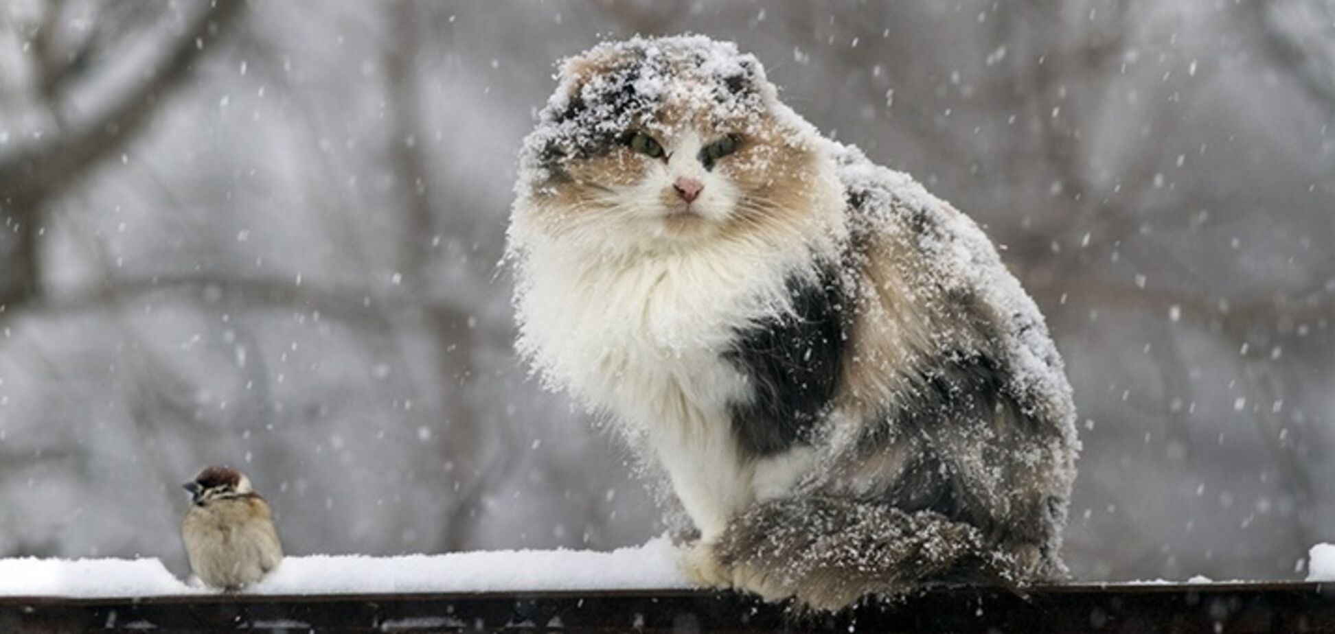Вдарять морози зі снігом: з'ясувалося, коли в Україні різко погіршиться погода