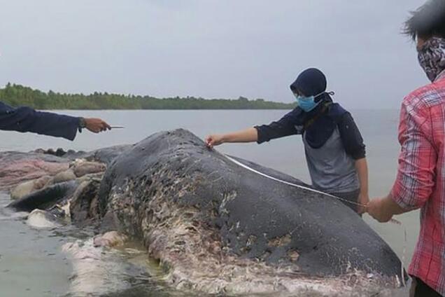 Вміст шлунку кита шокував екологів
