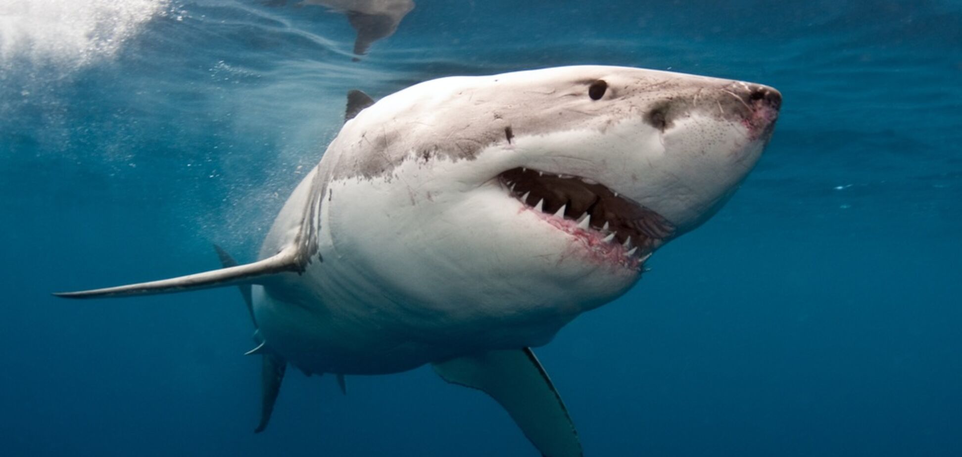 Схватила за голову: дайвер показал, как едва не погиб после атаки акулы