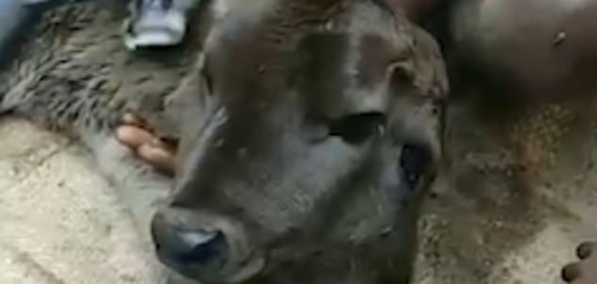 В Индии родился двуликий мутант: фото и видео аномалии