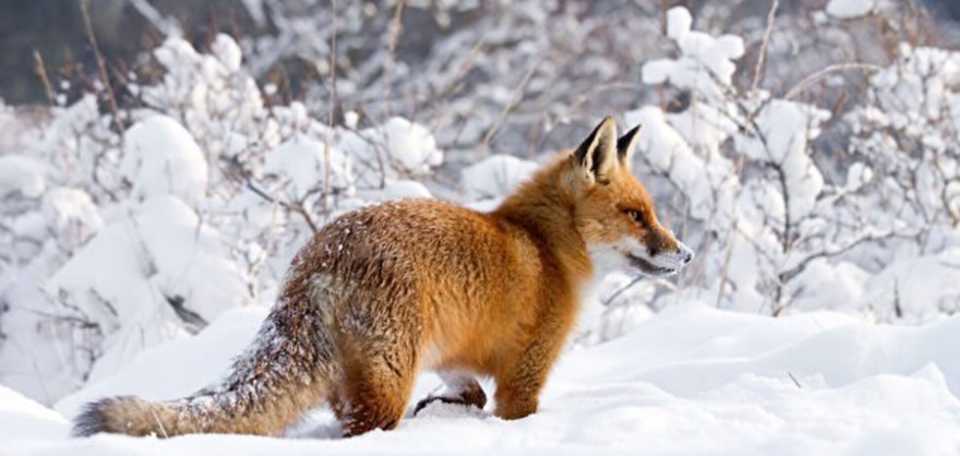 Мороз до -13 і мокрий сніг: синоптики уточнили прогноз погоди в Україні