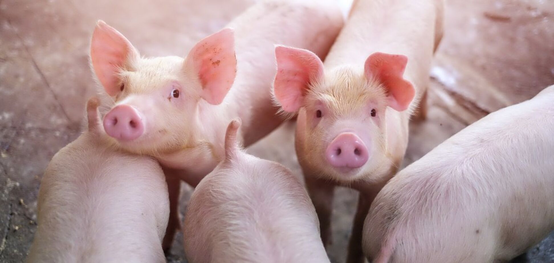 Американські кнури і данські свиноматки: Укрлендфармінг Бахматюка реорганізує напрямок свинарства