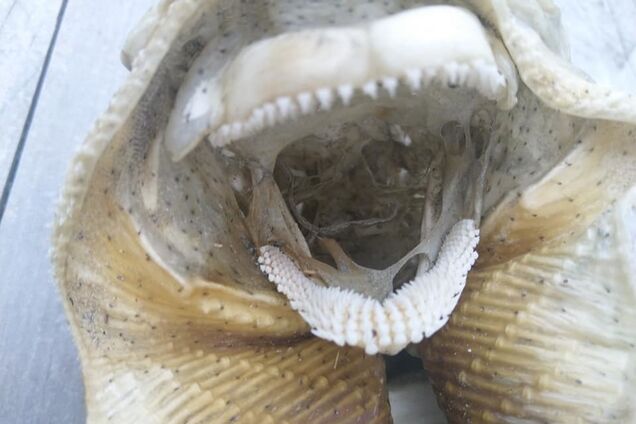 ''Пришелец!'' На пляже в Новой Зеландии нашли странное существо