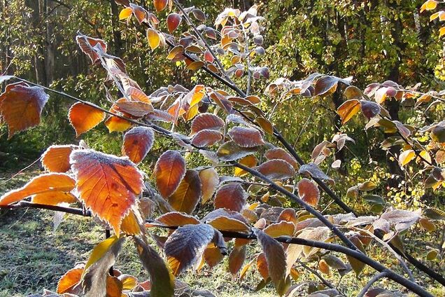 Ударят морозы: синоптики заявили о резком ухудшении погоды в Украине