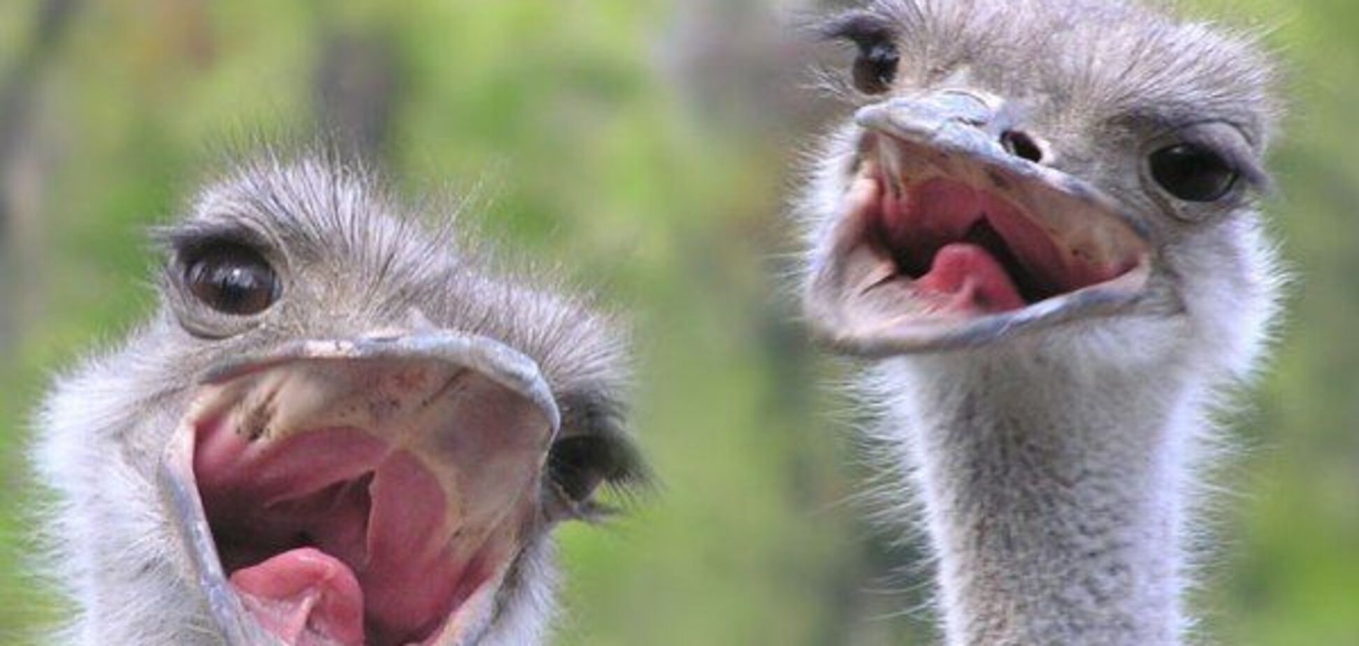 Премия ''Страуса'': ''б*ндеровское'' нутро ''Кузи'' и хитрость ''слуги'' Зеленского