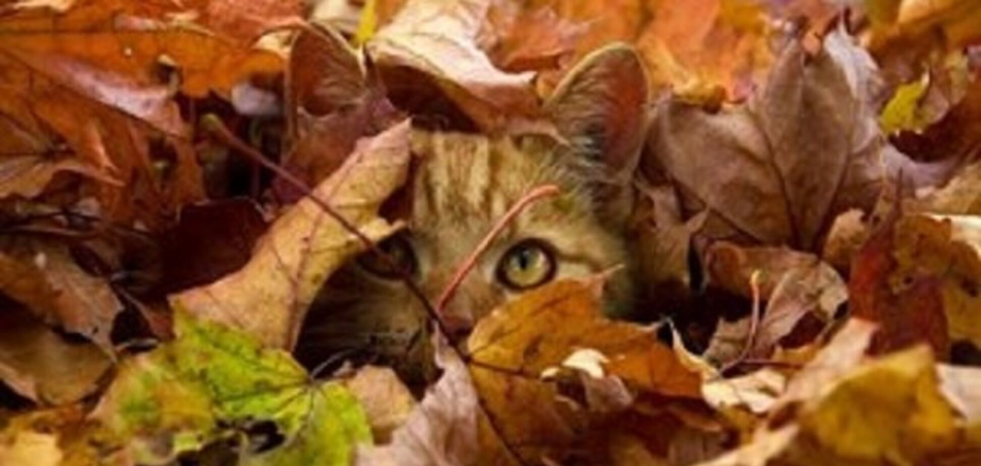 Останні дні: синоптики розповіли, коли прийдуть морози