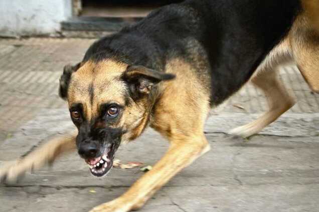 В Крыму вспыхнуло опасное заболевание: что известно