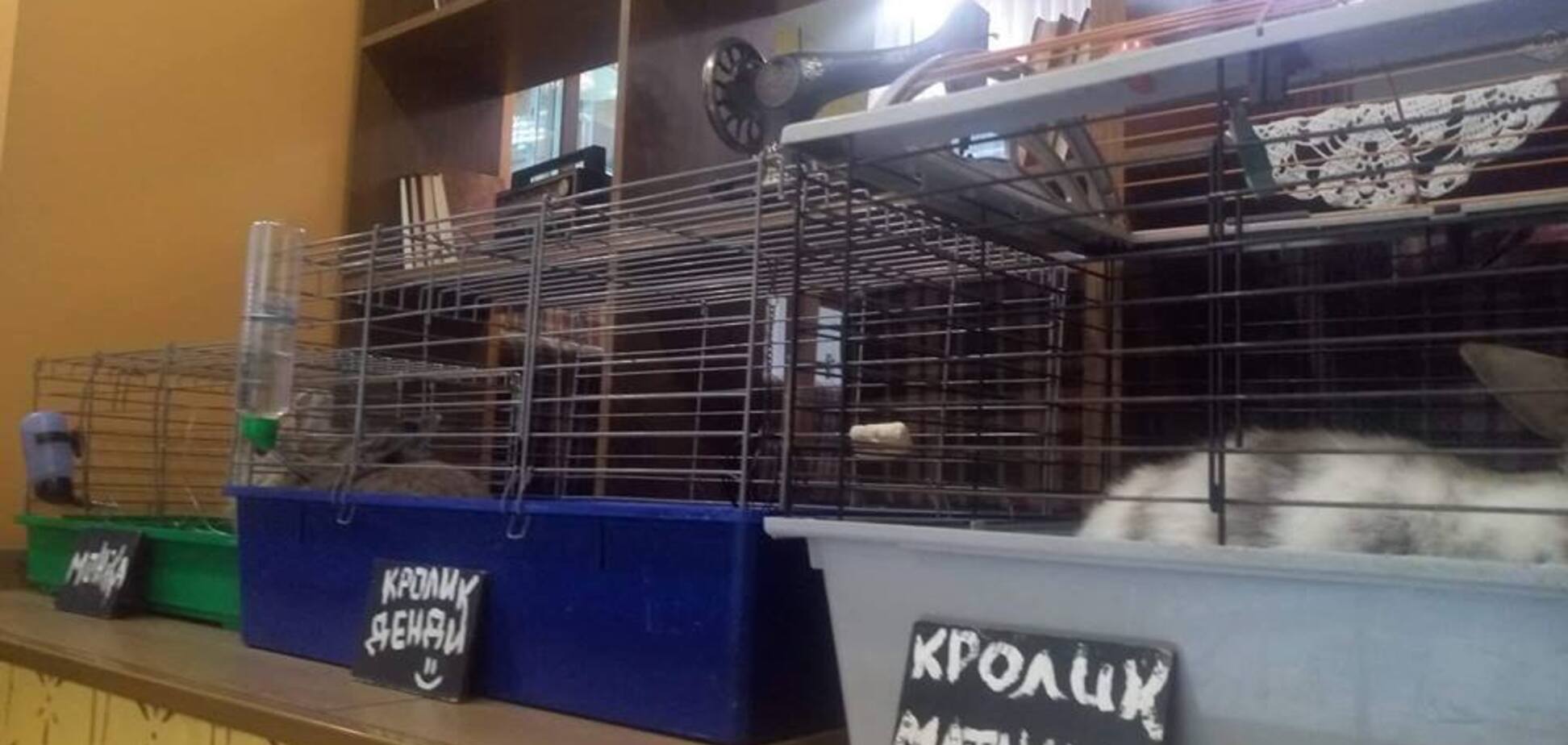 ''Средневековье'': популярное кафе в Киеве возмутило сеть жестоким обращением с животными