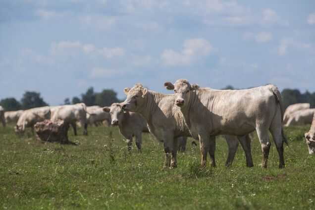 Укрлендфармінг Бахматюка вирощує худобу за передовою канадською технологією