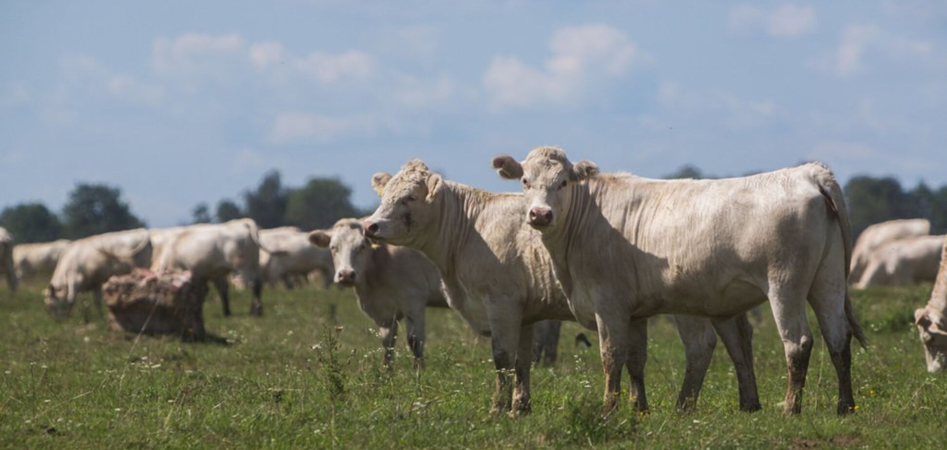 Укрлендфарминг Бахматюка выращивает скот по передовой канадской технологии