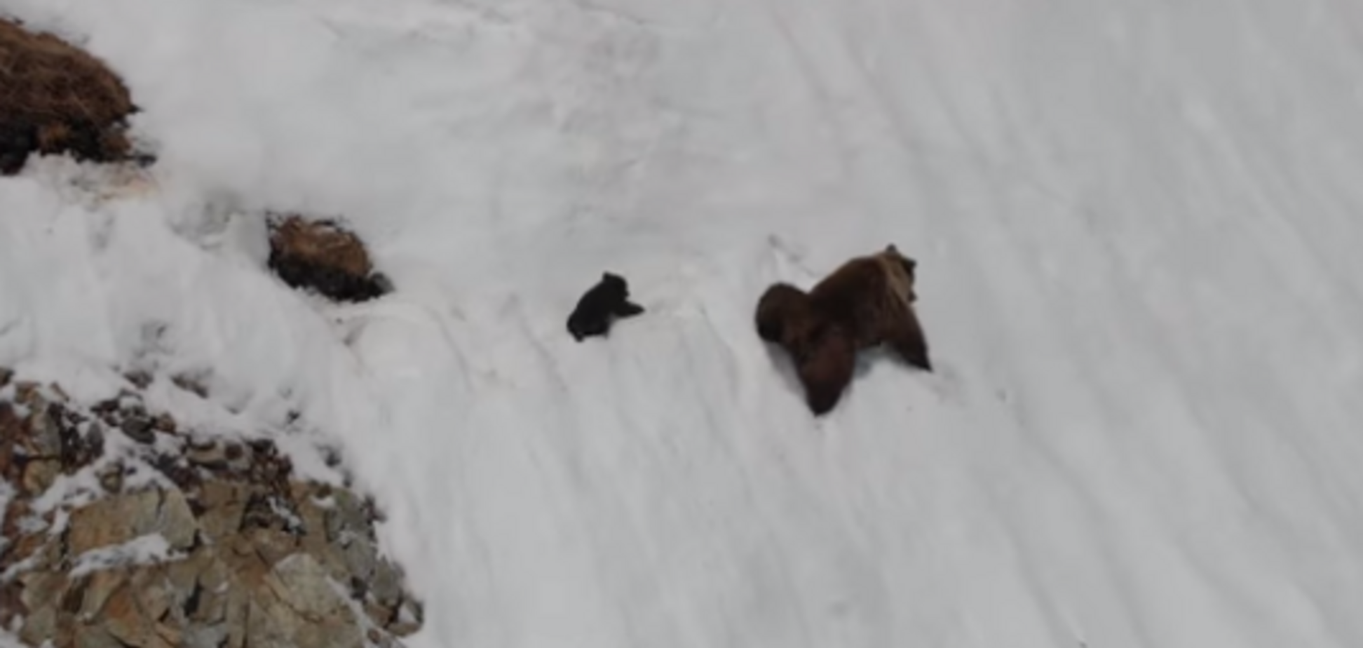  'Дятел с дроном': трогательное видео с падающим медвежонком вызвало волну гнева в сети