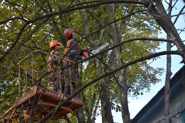 'Київзеленбуд' пояснив, навіщо потрібна обрізка крон дерев