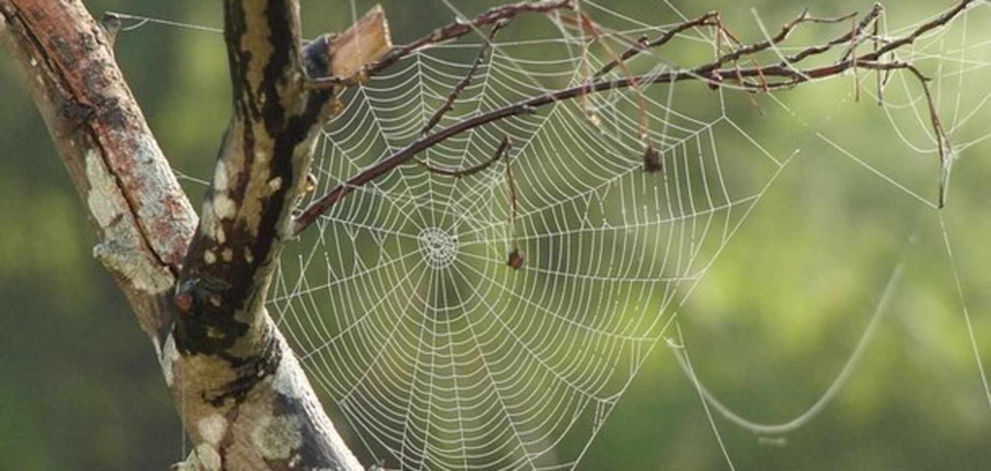 Вчені показали павука з 'собачою' головою: моторошні фото і відео