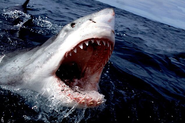 В Австралії акула атакувала туриста на очах у відпочивальників: чоловік не вижив