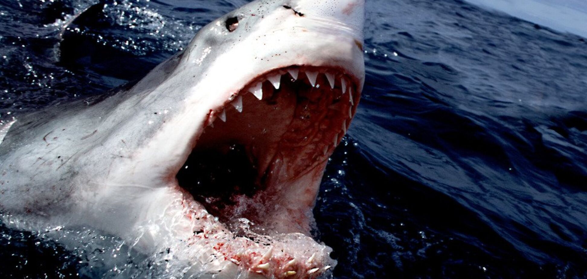 В Австралии акула атаковала туриста на виду у отдыхающих: мужчина не выжил 