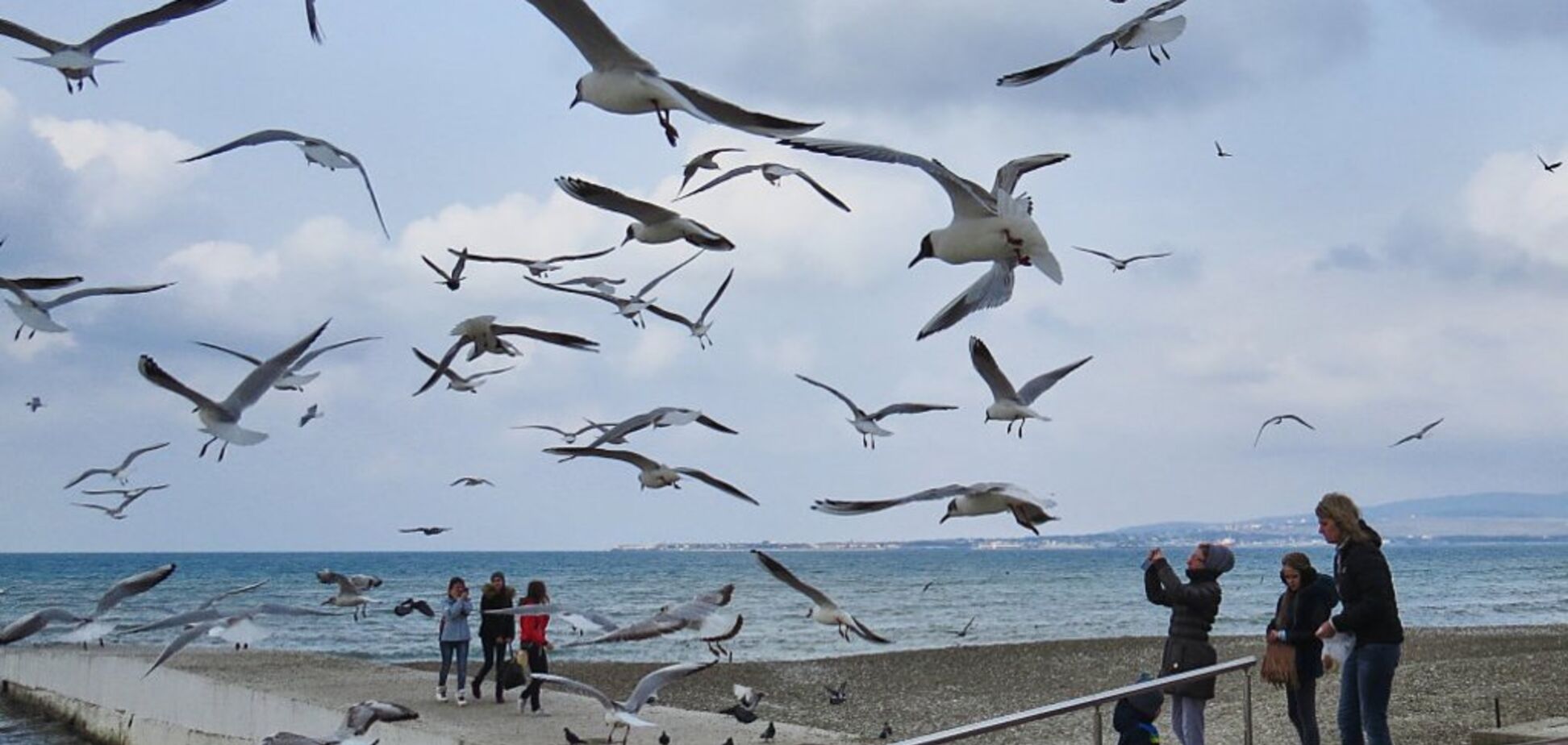 В Україні почався масовий мор птахів: знайдено сотні мертвих чайок