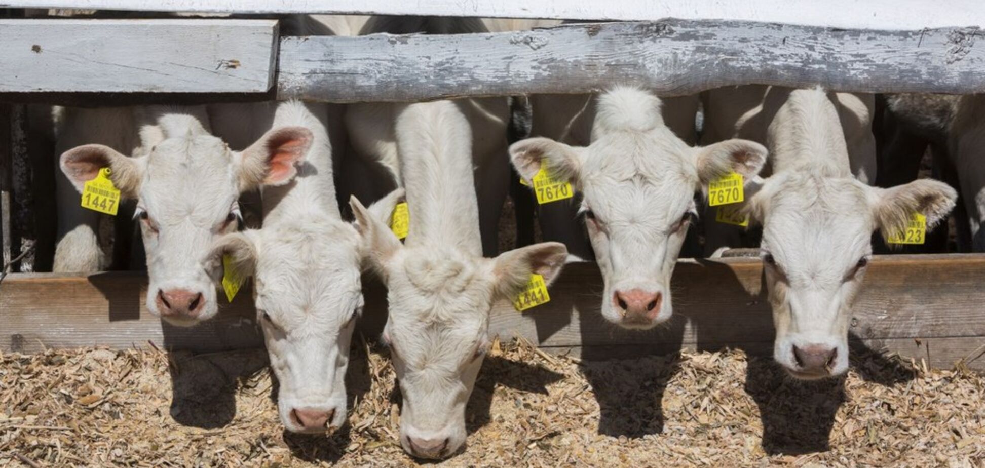 Укрлендфармінг заявила про рекордні надої молока