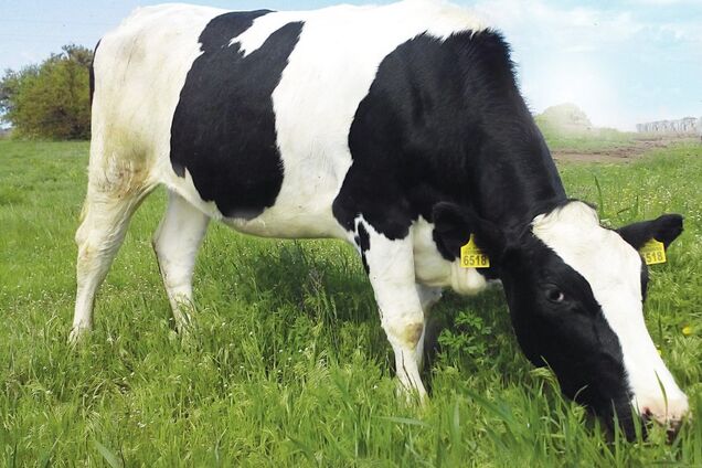 В Укрлендфарминг рассказали, как за пять лет увеличили поголовье мясных коров в 2,5 раза