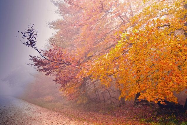 До +14 и туманы: синоптик дала прогноз погоды по Украине