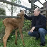 Путін годує лосеня