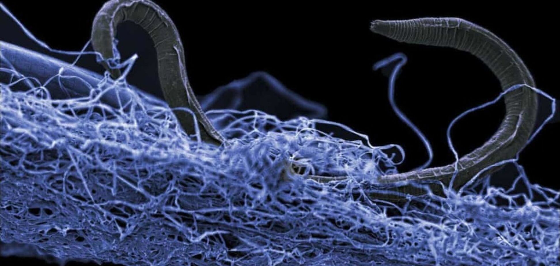 ''Новый вид жизни!'' Ученые обнаружили неизвестную подземную цивилизацию