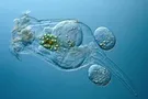 Коловратка Brachionus rotifers