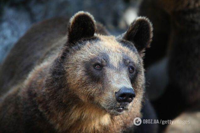 У Карпатах розлючений ведмідь напав на жінку: з'явилися деталі жахливої НП