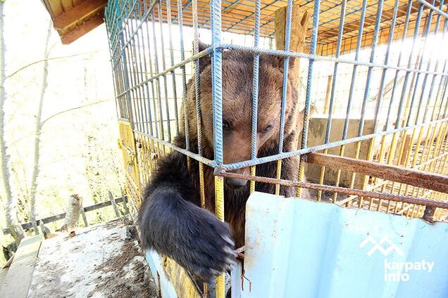 ''Розірве людину на шматки'': українців калічать на базах відпочинку