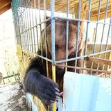''Разорвет человека на куски'': украинцев калечат на базах отдыха