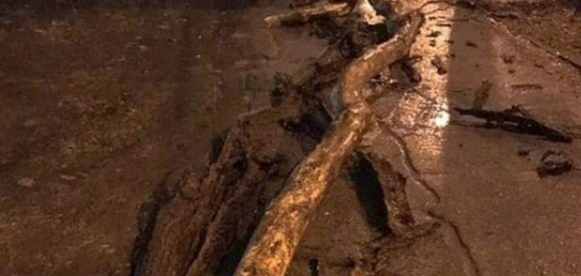 У Запоріжжі дерево ледь не покалічило чоловіка: що сталося