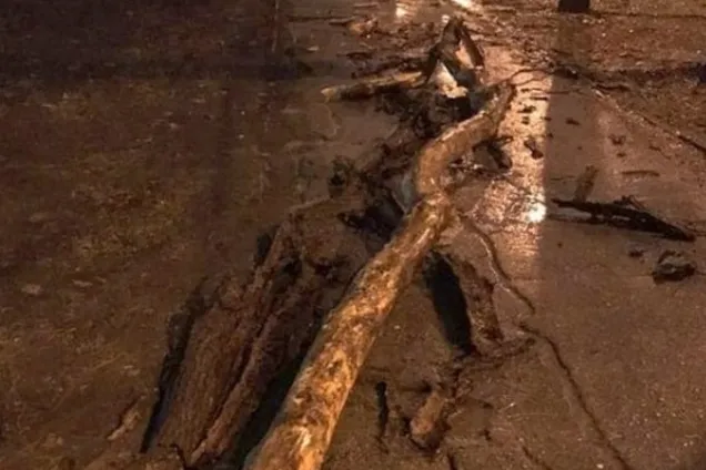 В Запорожье дерево едва не покалечило мужчину: что произошло