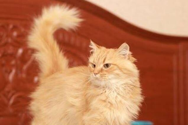 Друг бесплатно: 4 котика Днепра, которые ищут дом