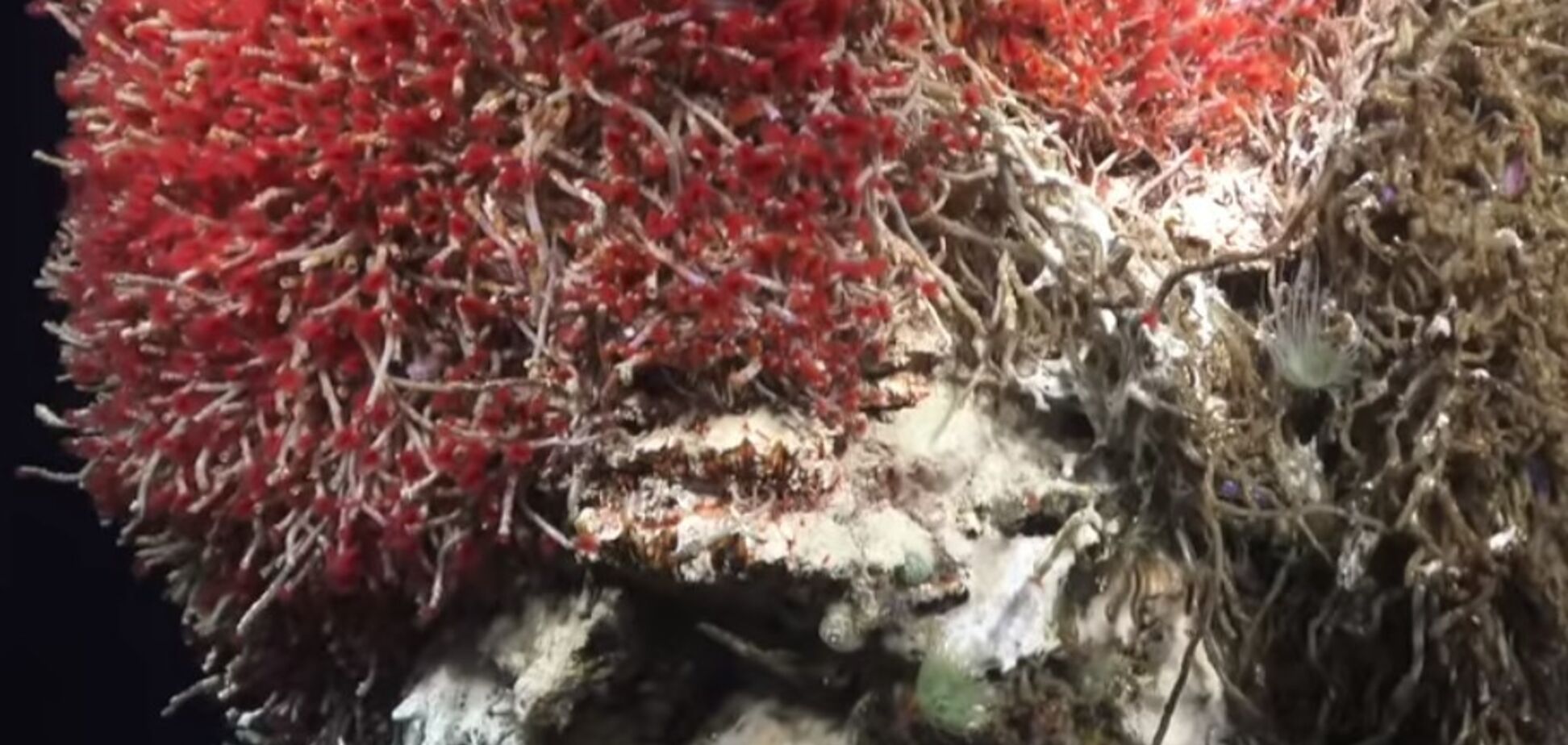 Ученые обнаружили в Тихом океане неизвестную экосистему: первое видео 