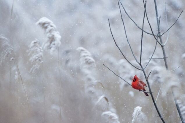 Морозы сменят метели: синоптики дали прогноз на начало следующей недели в Украине