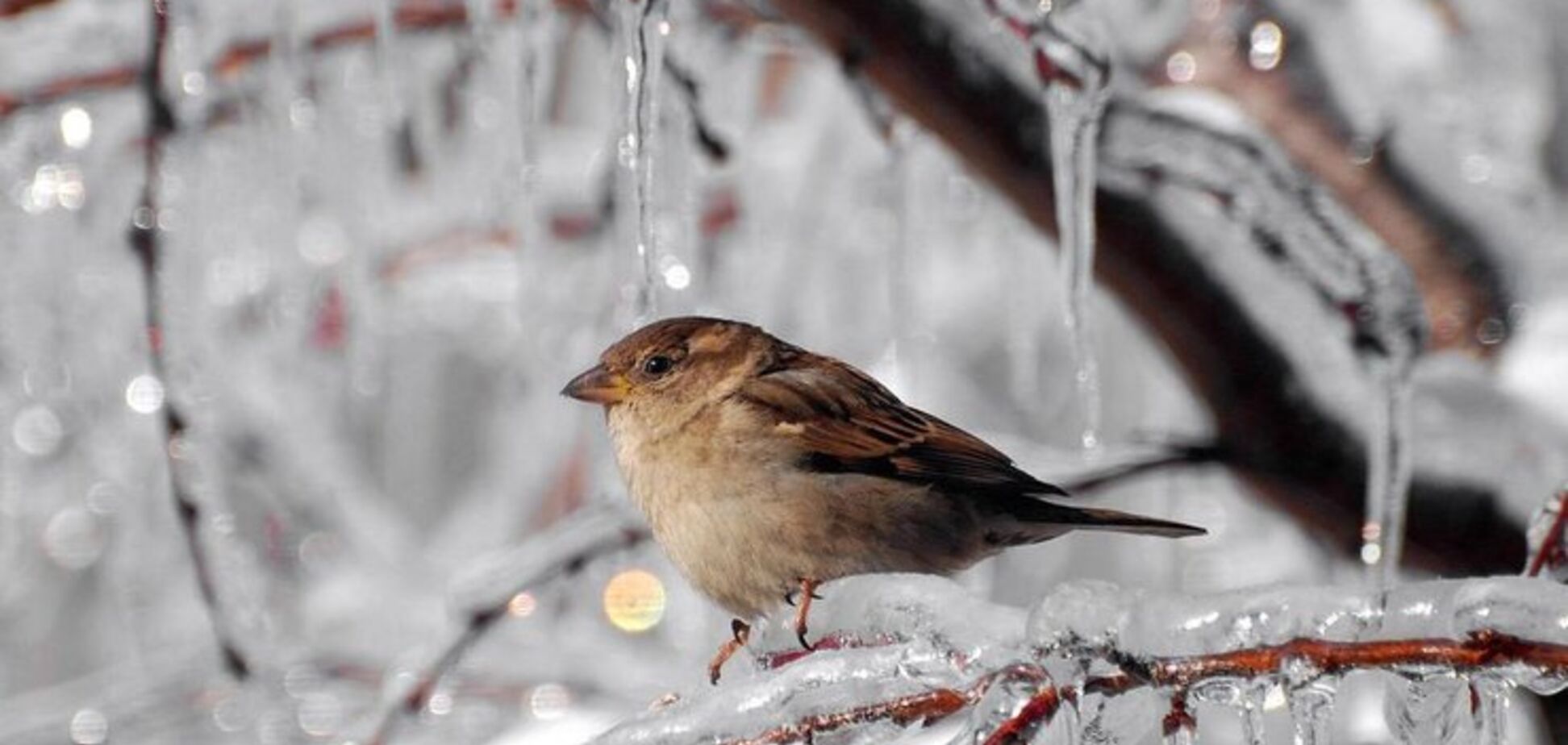 Україну заморозить до -15: названо дату похолодання