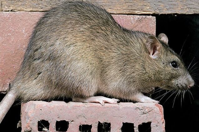 Померла через день: у Києві зафіксували випадок сказу