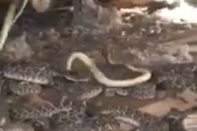 Клубок тварюк з фільмів жахів: американець зняв страшну знахідку у власному дворі. Відеофакт