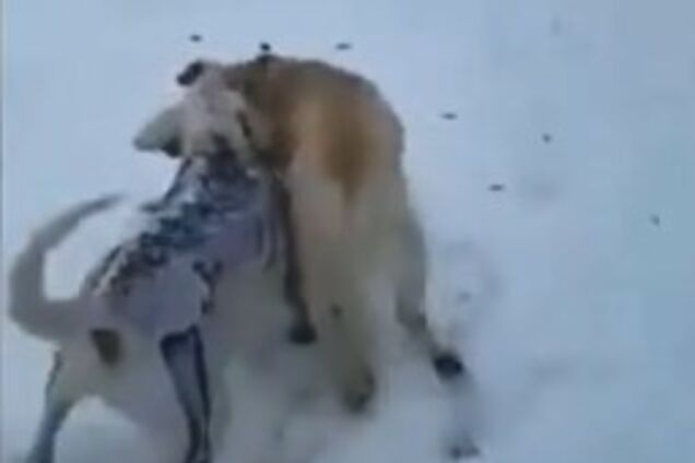 Наложили 27 швов: в Киеве раскрашенный дог нападает на домашних собак