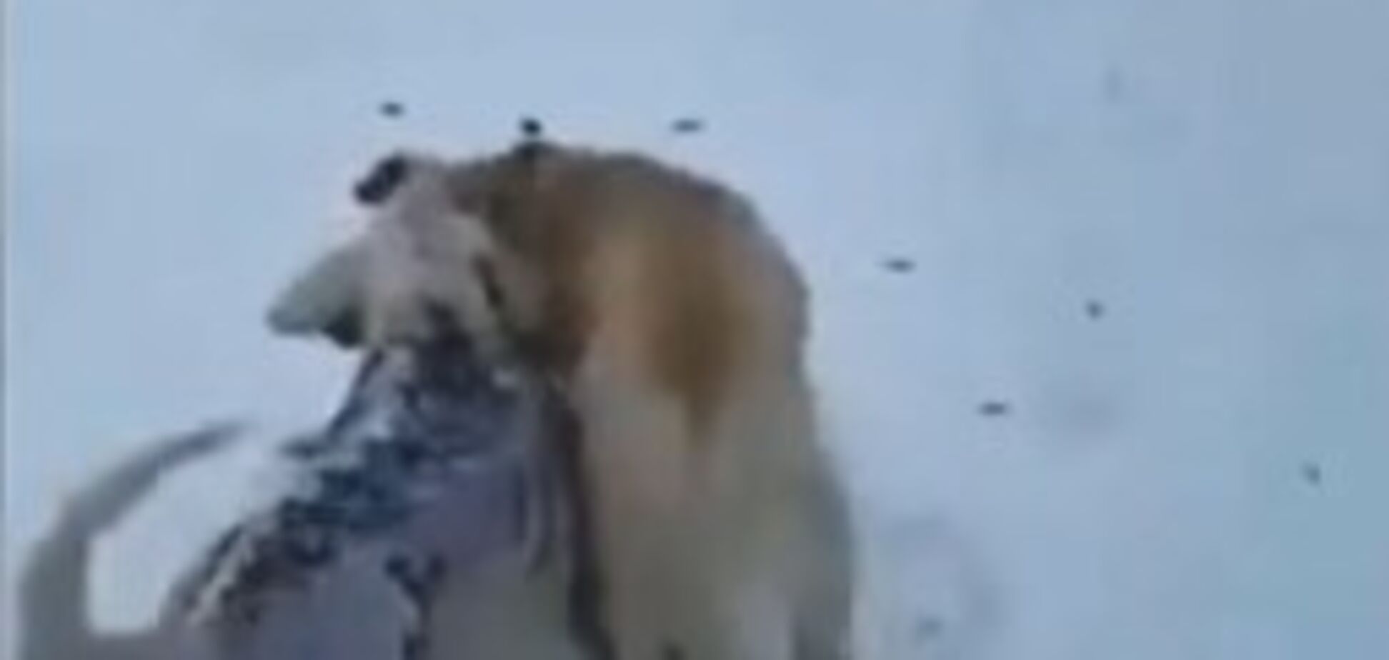 Наложили 27 швов: в Киеве раскрашенный дог нападает на домашних собак 
