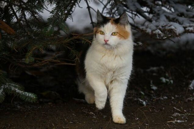 До 10 см снігу і відлига: з'явився неоднозначний прогноз по Україні