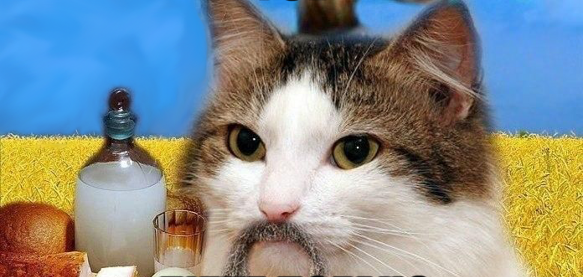 ''Кота сняли с лотка в Нацгвардию'': нелепый фейк об ужасах военного положения развеселил украинцев