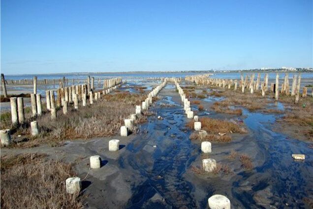 Просто Куяльник