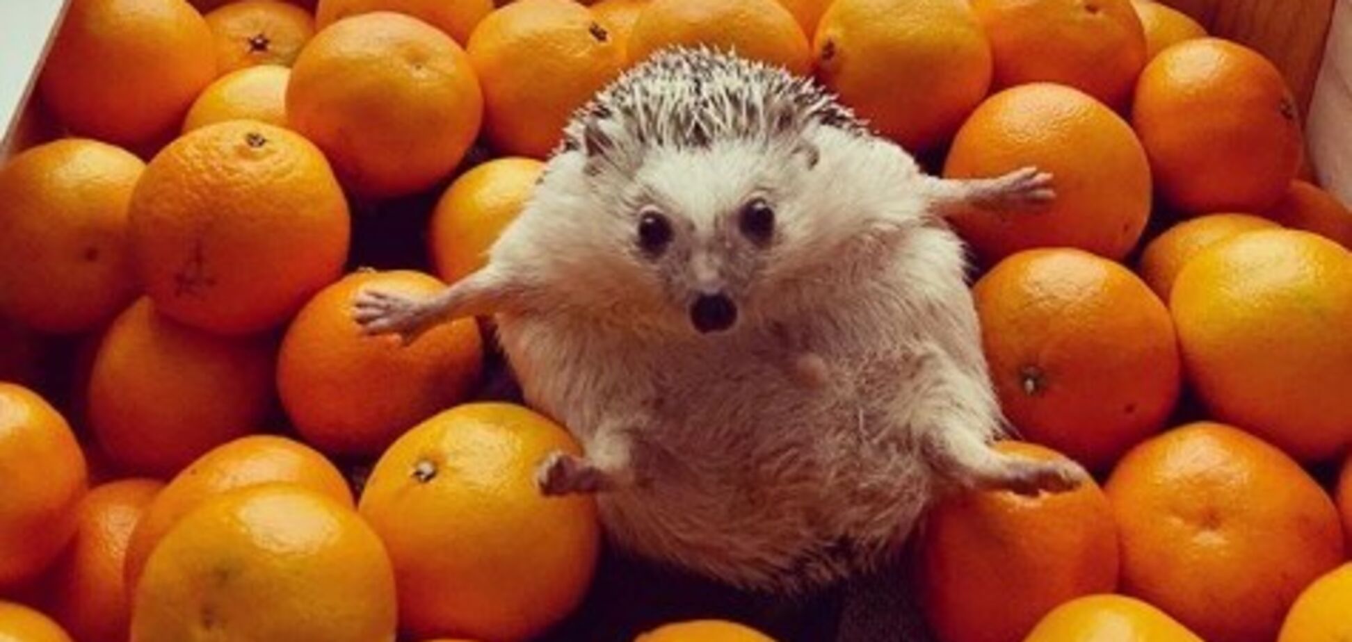 Ежик из Львова покорил Instagram: милые фото