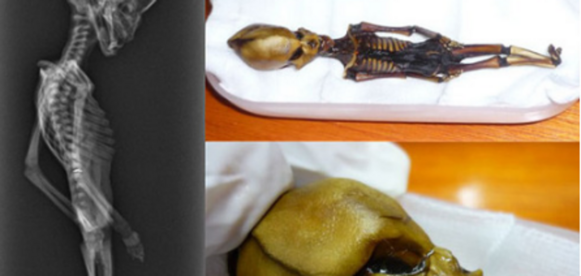 Скелет инопланетянина? Ученые раскрыли тайну загадочной находки